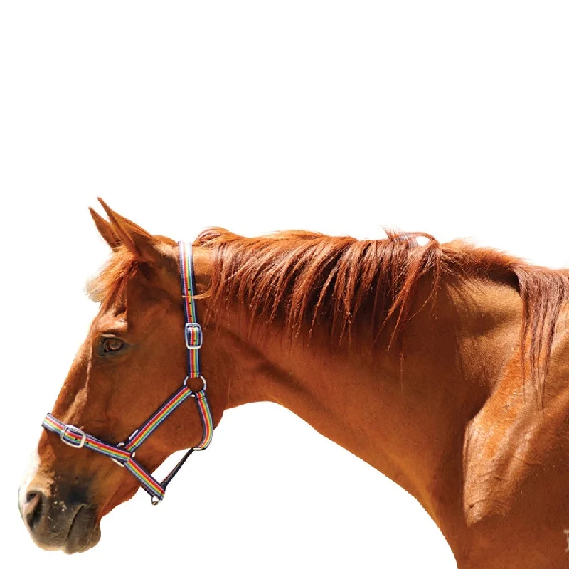 - Dog disposable foam shower gelEureka - Rainbow Headstall - Pony